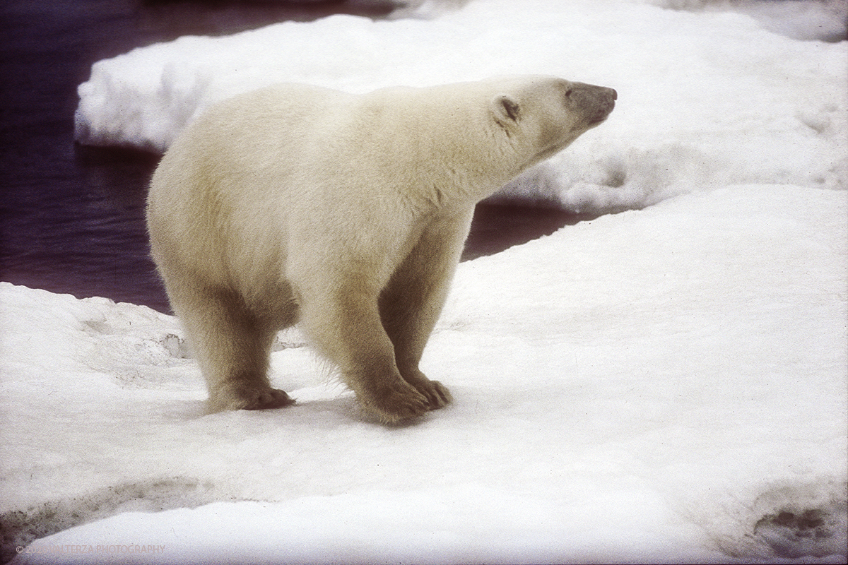 104 A SIBERIA.jpg - Luglio/Agosto 1992. Siberia, terra dei Chukchi. Nell'oceano artico  125 Km a nord-est della penisola dei Chukchi (Siberia) c'Ã¨  l'isola di Wrangel, essa ospita piÃ¹ del doppio di specie vegetali (417) di qualsiasi territorio artico a paritÃ  di superficie nonchÃ¨ 30 specie diverse di uccelli oltre ad orsi polari, foche e trichechi ; per questo motivo   Ã¨ stata proclamata patrimonio dell'umanitÃ  dall'UNESCO. Nella foto banchisa dell'isola di Wrangell, esemplare maschio di orso polare il cui peso si aggira tra i 600 ed i 700 KG